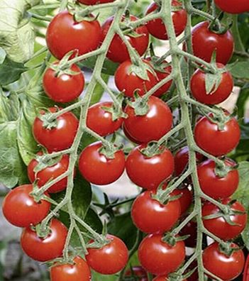 Tomaten Kirschtomate BIO Bartelly Samen