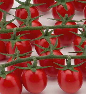 Tomaten Snack-Datteltomaten Fortunato F1 Samen