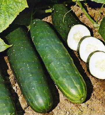 Bio Gurken Salat Gurke Corinto Länge 18-20 cm dunkelgrün Samen