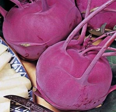 Kohl Kohlrabi Blaro blauer Kohlrabi Samen