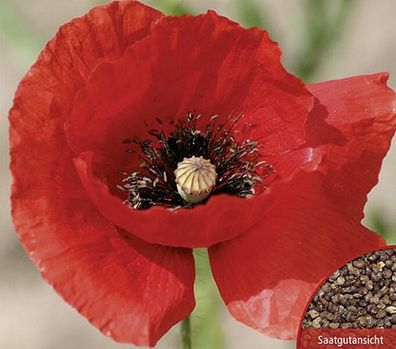 Mohn Roter Klatschmohn einjährig Höhe 70 cm Samen