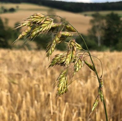 10.000 Samen Roggen Trespe (Bromus secalinus). Dorp , Dorst, Drespe, Ackerwildgras