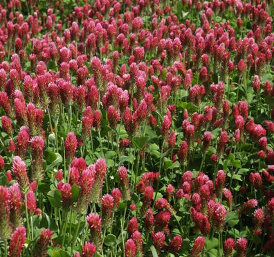 50.000 Samen Inkarnatklee (Trifolium incarnatum). Blutklee, Rosenklee, Heilpflanze