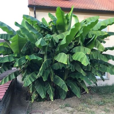 100g Spezial Bananen Dünger, Langzeitdünger Granulat für Bananenpflanzen