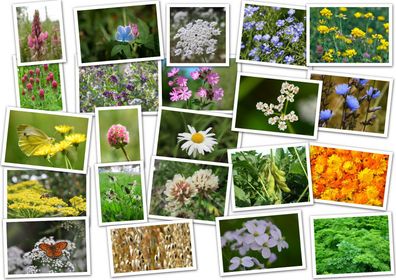 60m² Wildapotheke für Tier & Mensch (26 Sorten). Blumen, Wildblumen, Blumenwiese