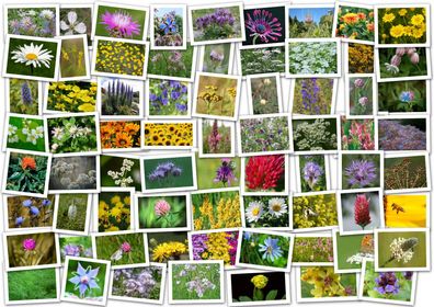 60m² Nektar & Pollen Bienenweide (über 40 Sorten). Wiese, Wildblumen, Blumenwiese