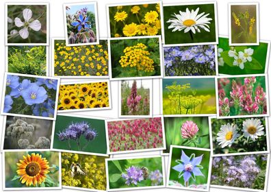 10m² Wild & Kulturarten Bienenweide ´über 20 Arten‘. Wildblumen, Blumenwiese
