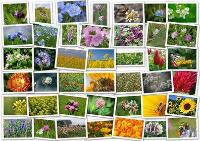 80m² Blühmischung (16 Arten / Sorten). Bienenweide, Blumenmischung, Wildblumenwiese
