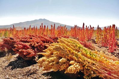 1000 Samen Quinoa, Andenhirse (Chenopodium quinoa). Glutenfrei, Heilpflanze