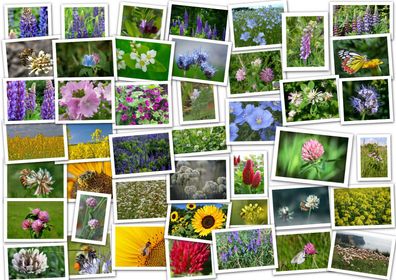 80m² Blühmischung (14 Arten / Sorten). Bienenweide, Blumenmischung, Wildblumenwiese