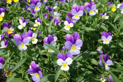 1000 Samen Wildes Stiefmütterchen (Viola tricolor). Zier- und Heilpflanze.