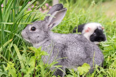 5m² Hasen & Kaninchen Wiese Samen. Gras, Klee, Futter für Kleintiere