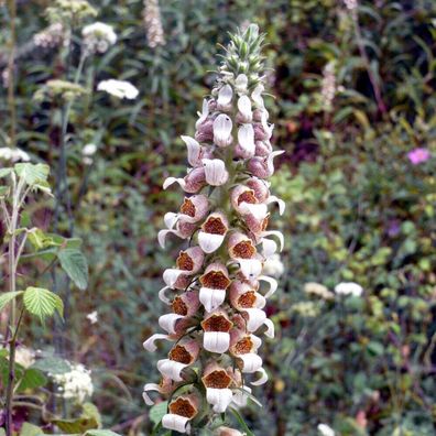 1000 Samen Wolliger Fingerhut (Digitalis lanata). Heilpflanze