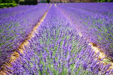 5000 Samen Echter Lavendel (Lavandula angustifolia). Bienenweide, Heilpflanze