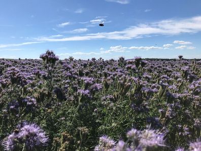 10.000 Samen Phacelia (Phacelia tanacetifolia). Bienenweide & Gründüngung