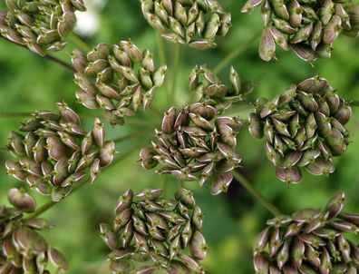 1000 Samen Anis (Pimpinella anisum). Heilpflanze aus dem Klostergarten