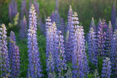 100 Samen Lupine (Lupinus angustifolius) in blau. Sehr guter natürlicher Gründünger!