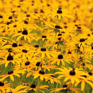 1000 Samen Gelber Sonnenhut (Rudbeckia hirta). Arznei- & Heilpflanze