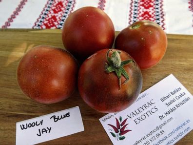 Wooly Blue Jay Tomate - Tomato 5+ Samen - Saatgut - Seeds - Gemüsesamen P 197