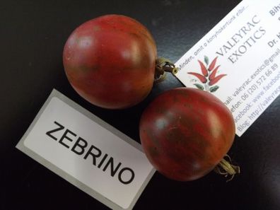 Zebrino Tomate - Tomato 5+ Samen - Saatgut - Seeds - Gemüsesamen P 313