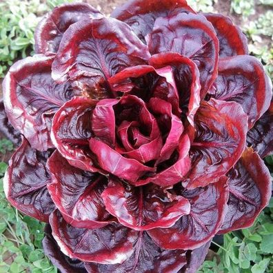 Zichorie Grumolo Rosso - Chicory - Radicchio 200+ Samen - Saatgut - Seeds L 158