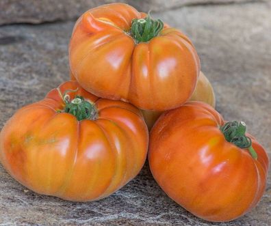 Abrikos Tomate - Tomato 5+ Samen - Saatgut - Seeds - Gemüsesamen P 289