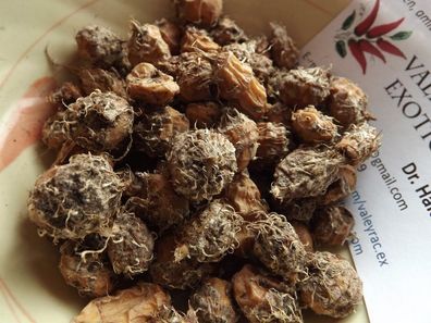 African Super Erdmandel - Tigernut Chufa 5+ Knollen Ertragreich T 008