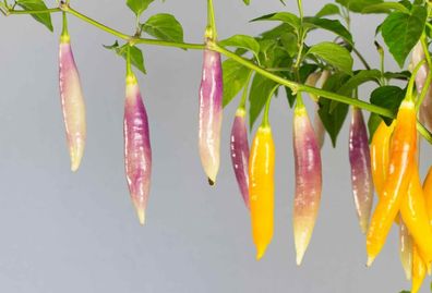 Aji Challuaruro Amarillo Chili aus Peru 5+ Samen - Seeds Graines Semilas Ch 210