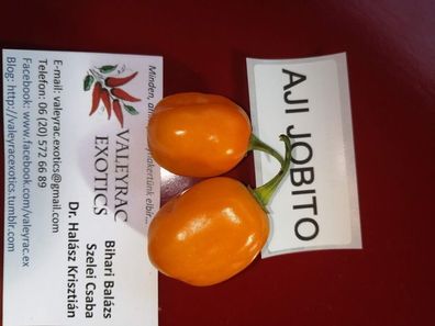 Aji Jobito Chili Pepper 5+ Samen - Saatgut - Seeds - Gemüsesamen Graines Ch 172