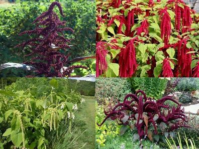 Amarant Amaranth PAKET - Sortiment - aus 4 Sorten - 300+ Samen Ertragreich V 112