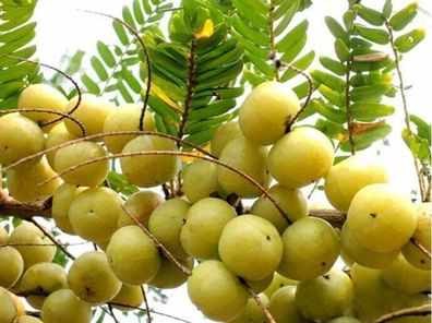 Amlabaum- Indische Stachelbeere - Phyllanthus emblica Amla - 5+ Samen - Gx 022