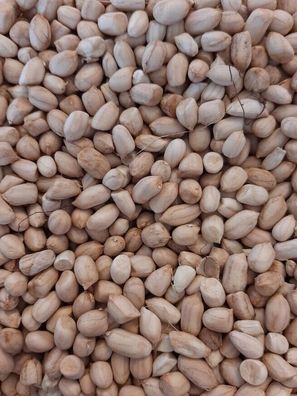 Argentinische Weisse Erdnuss 5+ Samen - Saatgut - Seeds - FEINE RARITäTH 062