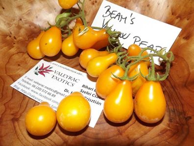 Beam's gelbe Birne Tomate - Tomato 10+ Samen - Saatgut - Seeds Gemüsesamen P 162