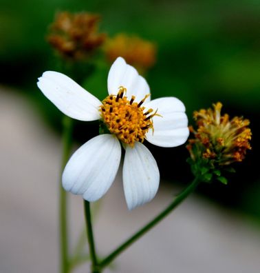 Behaarter Zweizahn - Bidens pilosa - Black- Jack - Beggarticks 50+ Samen E 102