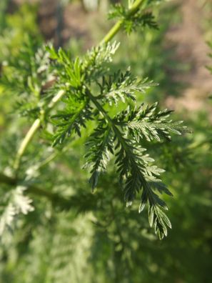 Beifuß - Qing hao - Artemisia annua - 100+ Samen Süße Heilpflanze! F 004