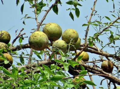 Bengalische Quitte - Bael Frucht - Elefanten Apfel Golden Apple 5+ Samen Gx 075