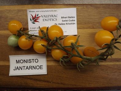 Bernstein Perlenkette Tomate aus Russland - Tomato 5+ Samen - Seeds P 326