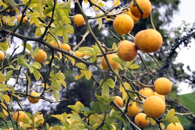 Bitterorange - Poncirus trifoliata 40+ Samen - Winterharte Orange G 001