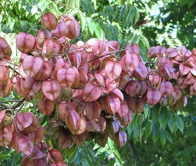 Blasenbaum - Koelreuteria paniculata - Goldenrain Tree - 25+ Samen W 064