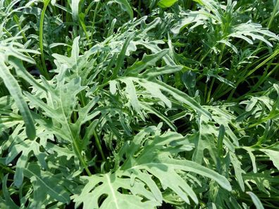 Blattkohl - Jagallo Nero Kale - 20+ Samen Knackig und FEIN! B 021