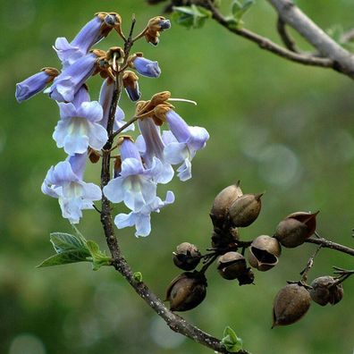 Blauglockenbaum - Paulownia tomentosa - 100+ Samen -SCHNELL und Wunderbar! W 130