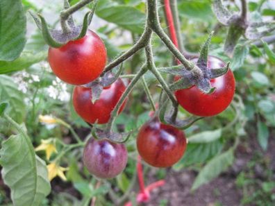 Blue Angel Tomate - 5+ Samen - Saatgut - Ertragreiche BLAUE Kirschtomate P 025