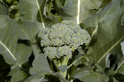 Broccoli De Ciccio 25+ Samen - Saatgut - Seeds - Graines - Gemüsesamen B 109