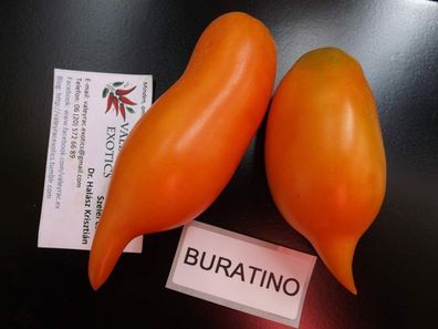 Burattino Tomate - Tomato 5+ Samen - Saatgut - Seeds - Gemüsesamen P 331
