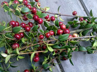 Chilenische Guave - Ugni mollinae - Chilean Guava - Murta 5+ Samen - GX 057