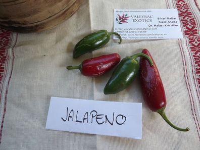 Chili Jalapeno 10+ Samen - Seeds - Saatgut - Graines - PIKANT und FEIN! Ch 098