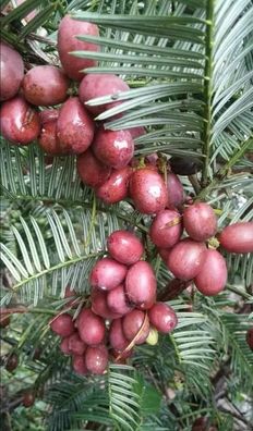 Chinesische Kopfeibe - Chinese Plum Yew Cephalotaxus fortunei 5+ Samen G 114