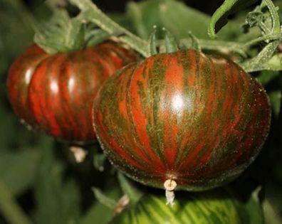 Chocolate Striped Beefsteak - gestreifte Tomate 5+ Samen - Seeds Graines P 046
