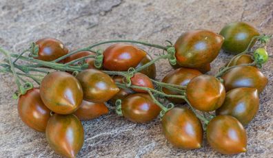 Cookie Select Tomate - Tomato - 5+ Samen - Saatgut - Gemüsesamen - Graines P 345
