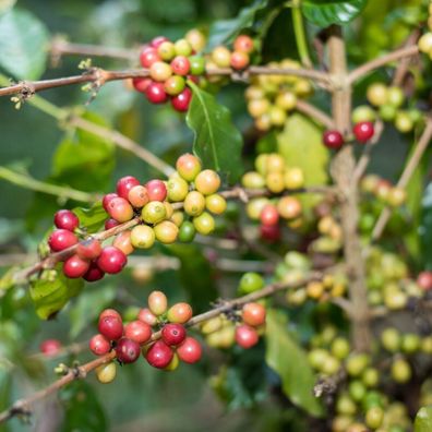 Costa Rica 95' Kaffee - Coffea arabica - Coffee - 5+ Samen - Seeds Gx 119